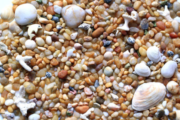 Obraz premium sea vacation, pebbles and sea shells on the beach for background