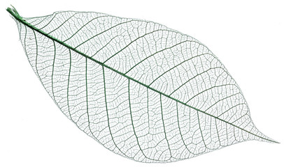 Skeleton of leaf.