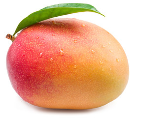 Mango fruit with water drops. Isolated on a white background.