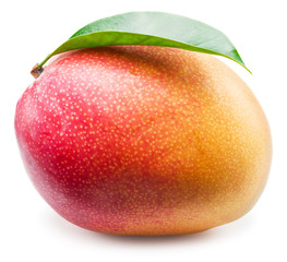 Mango fruit on the white background.