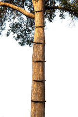 Fototapeta premium Stair to top of the tree made from wood stick