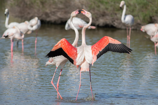 Fototapeta Flamingos couple, Camargue, France