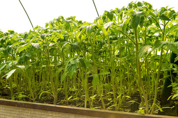 Tomato plants and cucumber plants  in vegetable greenhouses. Tomato seedling before planting into the soil, greenhouse plants, drip irrigation, greenhouse cultivation of tomatoes in agriculture