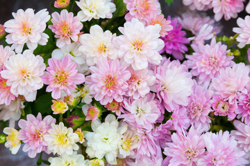 Purple or Pink Chrysanthemum flower