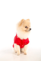 soft,pomeranian dog short hair on white background