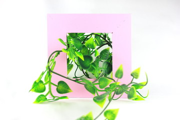 フレームに入った植物