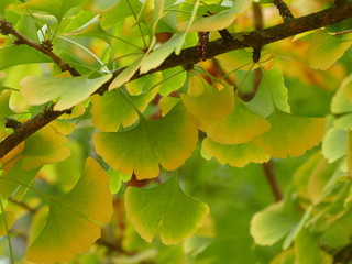 Ast von einem Gingkobaum in herbstlicher Färbung