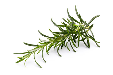Rosemary twig on the isolated white background.