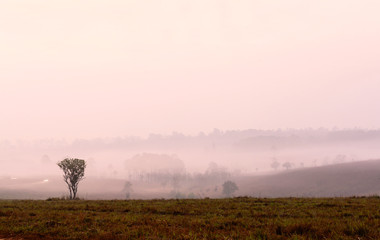 Tree and mist in the valley at the morning