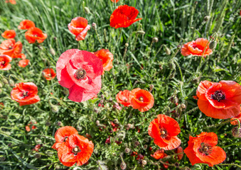 Field of red dainty poppies.