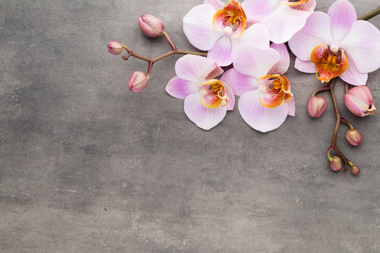 Fototapeta Spa orchid theme objects on grey background.