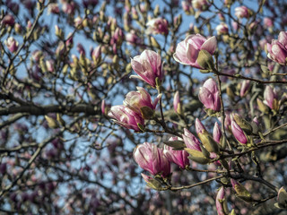 Magnolia  soulangeana (saucer magnolia) tree