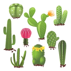 Vitrage gordijnen Cactus Verschillende soorten cactussen