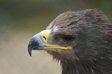 Head of brown eagle with yellow beak