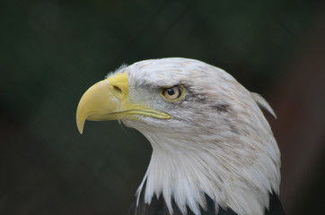 Head of fierce looking american bald eagle