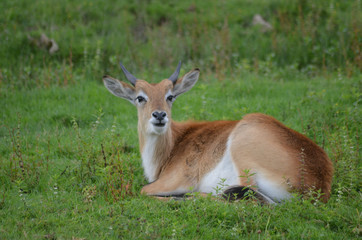 Impala antelope lying in a meadow
