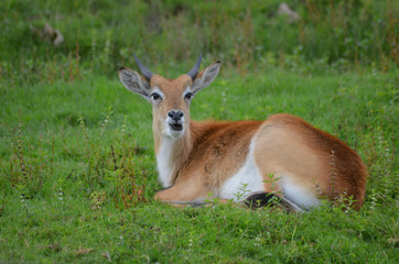 Naklejka na ściany i meble Impala antelope lying in a meadow