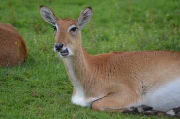 Impala antelope lying in a meadow