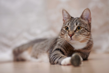 Portrait of a striped cat