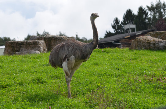 Ostrich standing in meadow