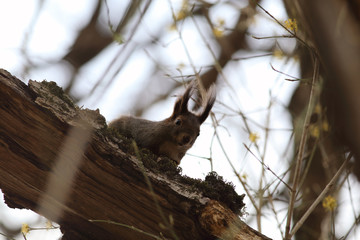 Squirrel watching from behind the branches