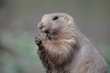 Cute face of alpine marmot on guard at the zoo