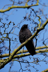 Carrion Crow