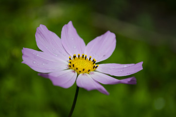 Obraz premium Chamomile garden