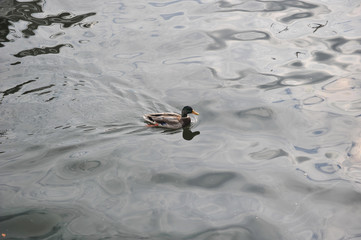 Fototapeta premium duck