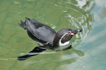 フンボルトペンギン