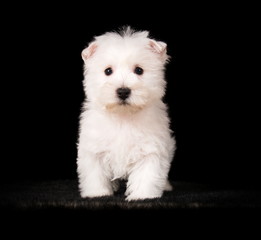 Chiot Westie en studio sur fond noir