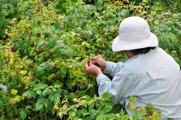 Senior woman picking ripe raspberries