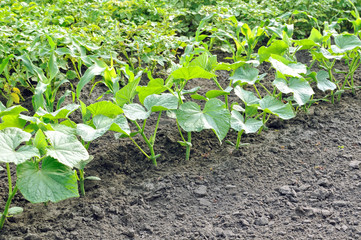 cucumber plantation in the vegetable garden
