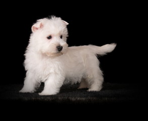 Chiot Westie en studio sur fond noir