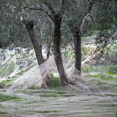 Province of Imperia, Italy. Harvest time in the area of oil production “Taggiasco”