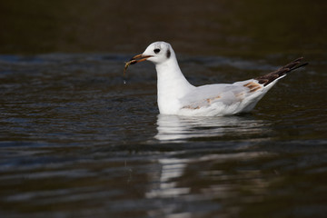Black-headed Gull with fish.