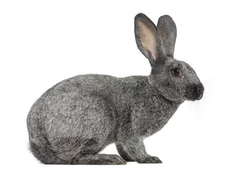 Argente rabbit isolated on white