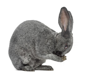 Argente rabbit isolated on white