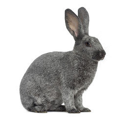 Obraz premium Argente rabbit isolated on white