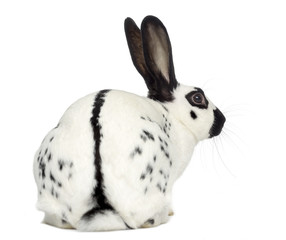 Fototapeta na wymiar English Spot Rabbit isolated on white