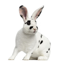 Fototapeta na wymiar Rex Dalmatian Rabbit isolated on white