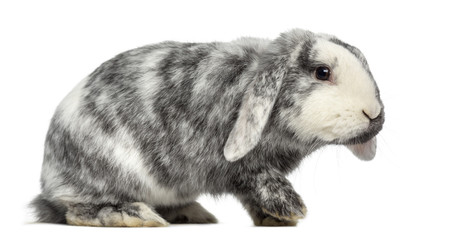 Fototapeta premium Ram Rhön Rabbit isolated on white
