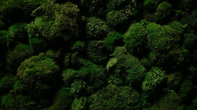 Dark green moss grows on the stones