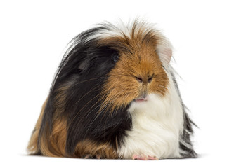 Guinea Pig isolated on white
