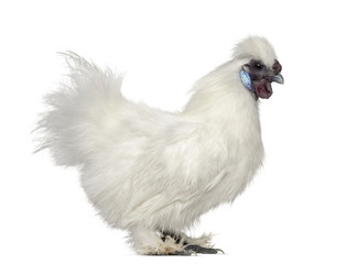 White Silkie Hen isolated on white