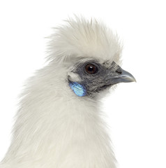 White Silkie Hen isolated on white