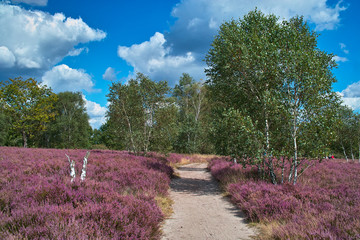 Lüneburger Heide