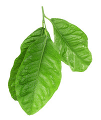 Green citrus leaves isolated on white