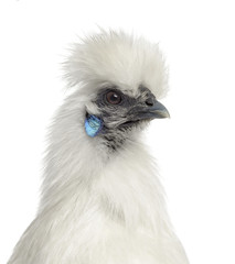 White Silkie Hen isolated on white