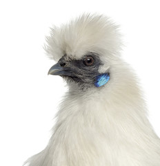 White Silkie Hen isolated on white